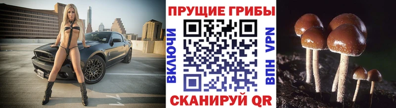 blacksprut ONION  Мурино  Псилоцибиновые грибы GOLDEN TEACHER 